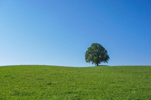 istock A single treeona meadow in front of blue sky. 997600776