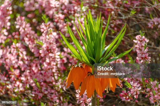 Orange Kaisers Crown In Bloom Stock Photo - Download Image Now - Austria, Blossom, Flower