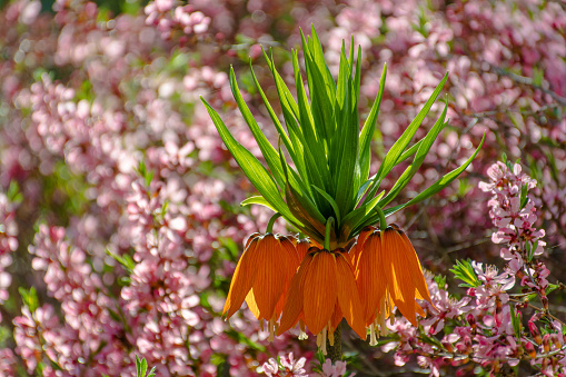 Orange Kaiser's (Fritillaria imperialis) crown in bloom