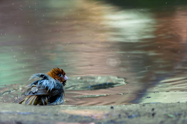 short-tailed parrotbill enjoy bahing - jungle babbler imagens e fotografias de stock