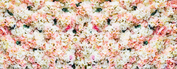 istock rose flowers are white and pink 997620356