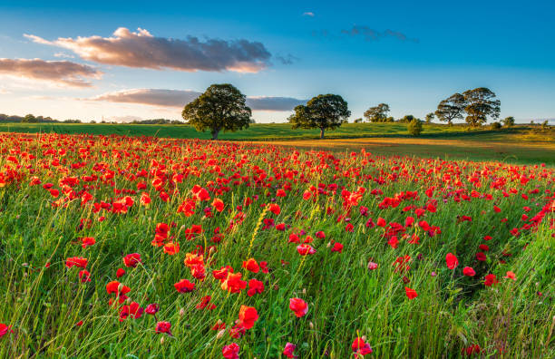Field of Red Poppies A poppy field full of red poppies in summer near Corbridge in Northumberland poppy field stock pictures, royalty-free photos & images