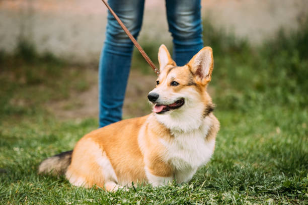 istock Red Pembroke Welsh Corgi Dog Sitting In Grass 997621972