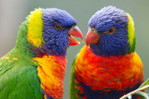 A close up of a colourful Australian Rainbow lorikeet sitting on a branch.
