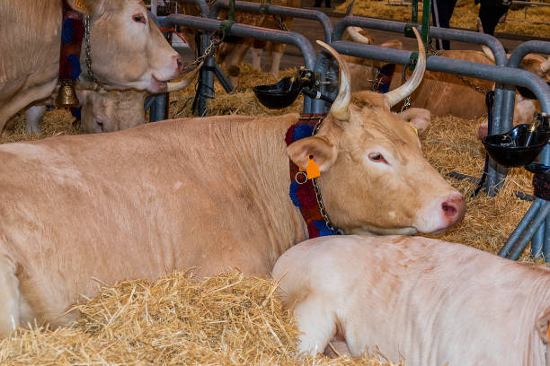 istock veal lying in the straw of a cattle fair. 997626690