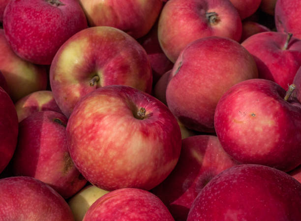 istock Group of red apples, close-up 997629536