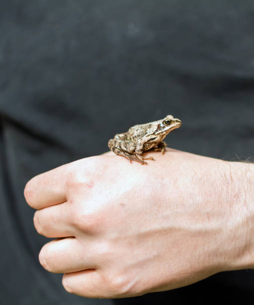 istock Moor frog (Rana arvalis) sitting on a man's hand 997629614