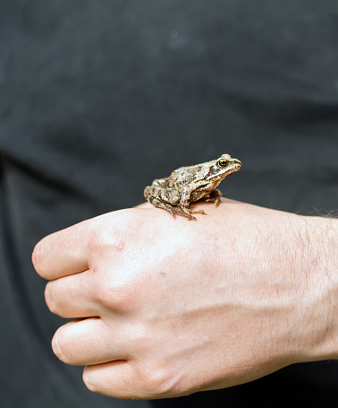 Slim, reddish-brown Moor frog (Rana arvalis) sitting on a man's hand. This semiaquatic amphibian is a member of the family Ranidae, or true frogs. The moor frog’s scientific name, Rana arvalis means 