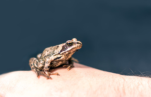 Slim, reddish-brown Moor frog (Rana arvalis) sitting on a man's hand. This semiaquatic amphibian is a member of the family Ranidae, or true frogs. The moor frog’s scientific name, Rana arvalis means 