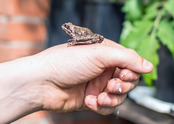 Moor frog (Rana arvalis) sitting on a man's hand