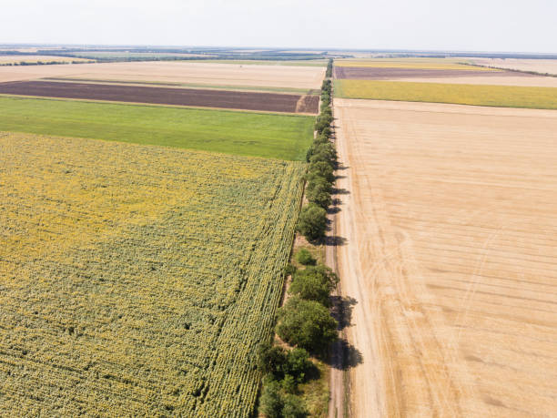 istock Aerial top view from drone to sunflower and wheat fields 997629658