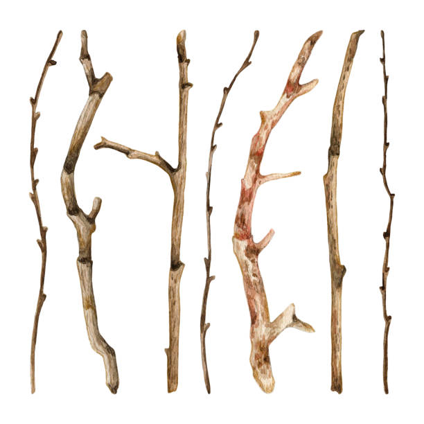 마른 나뭇가지의 수채화 손으로 그린 세트 - computer graphic image stick tree trunk stock illustrations