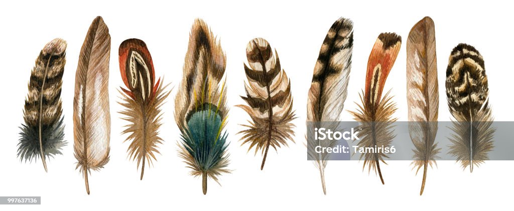Watercolor hand drawn isolated set of brown feathers Watercolor hand drawn set of brown bird feathers. Colorful boho collection isolated on white background Feather stock illustration