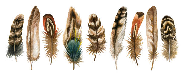 Watercolor hand drawn isolated set of brown feathers Watercolor hand drawn set of brown bird feathers. Colorful boho collection isolated on white background feather stock illustrations