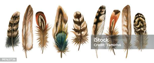 Watercolor Hand Drawn Isolated Set Of Brown Feathers Stock Illustration - Download Image Now