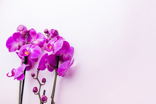 Beautiful purple orchid flowers on light background with copyspace for text, top view, flat lay