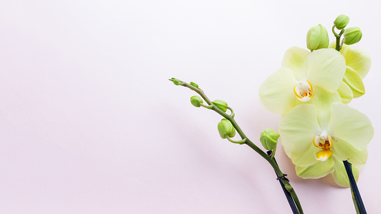 Beautiful yellow orchid flowers on light background with copyspace for text, top view, flat lay