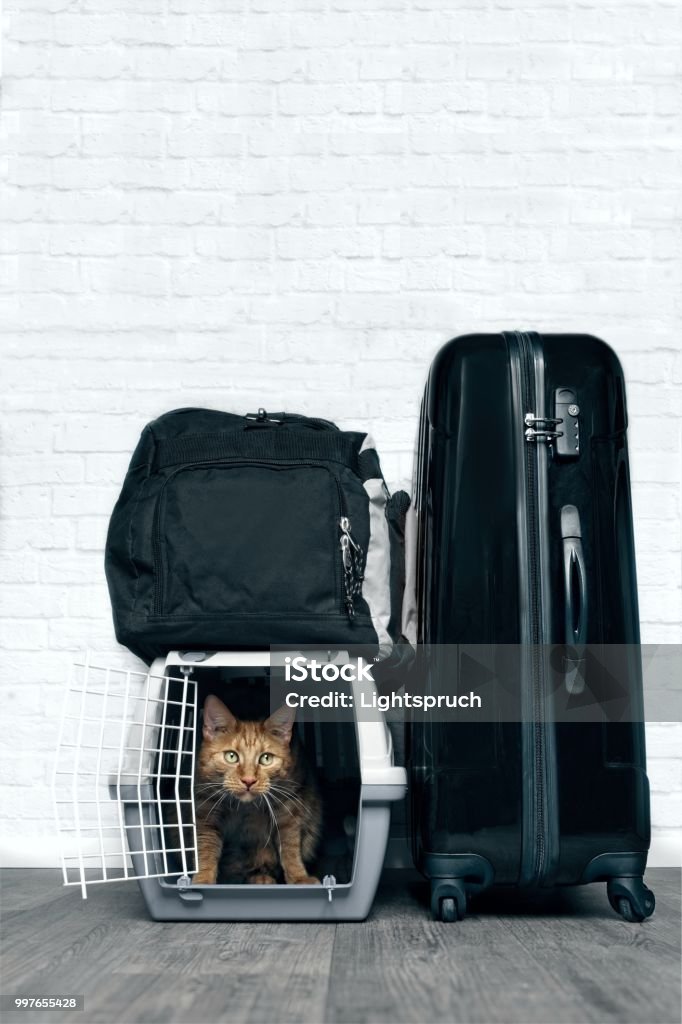 Chat de gingembre dans le conteneur pour le transport au milieu de bagages - Photo de Chat domestique libre de droits