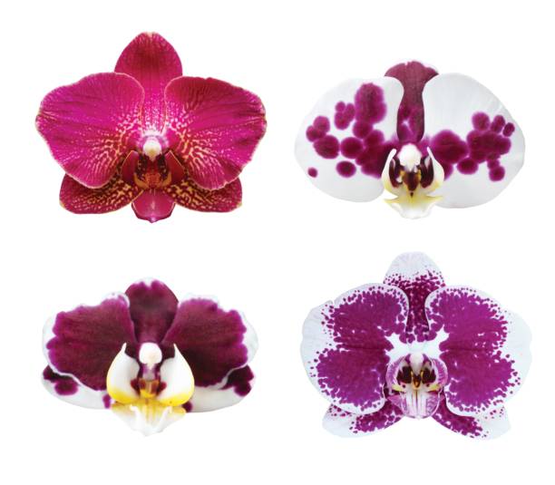 istock Orchird Flowers Isolated on White 997655560