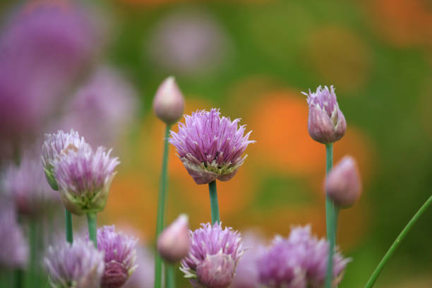 Allium schoenoprasum Flowers on Sunset