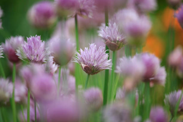 istock Allium schoenoprasum Flowers 997656492
