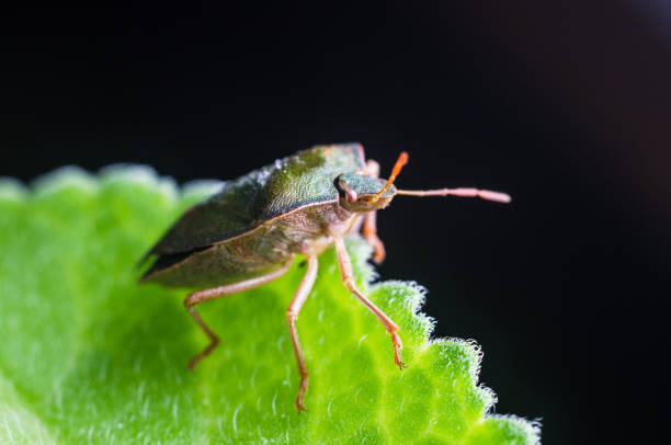 istock The bug the green tree shield Palomena prasina sits on the leaf 997673480
