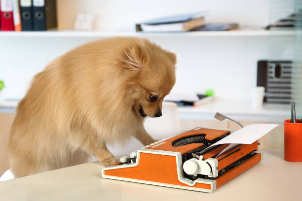 pommerschen hund auf einem vintage schreibmaschine zu tippen - spitz type dog fotos stock-fotos und bilder