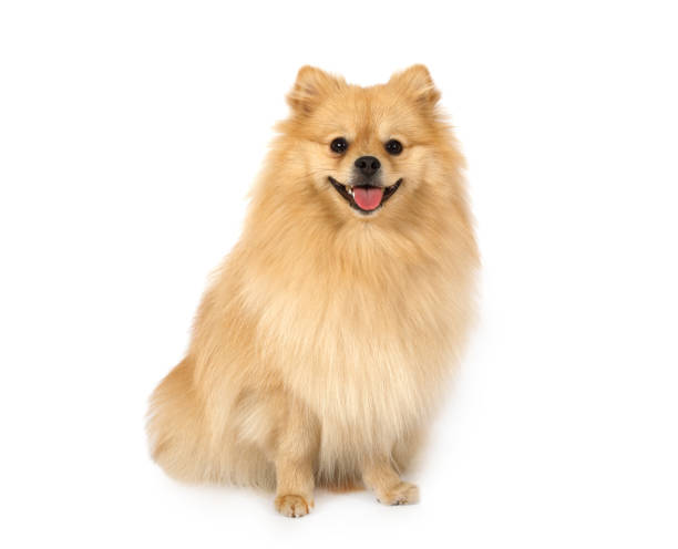 Pomeranian on a white background stock photo