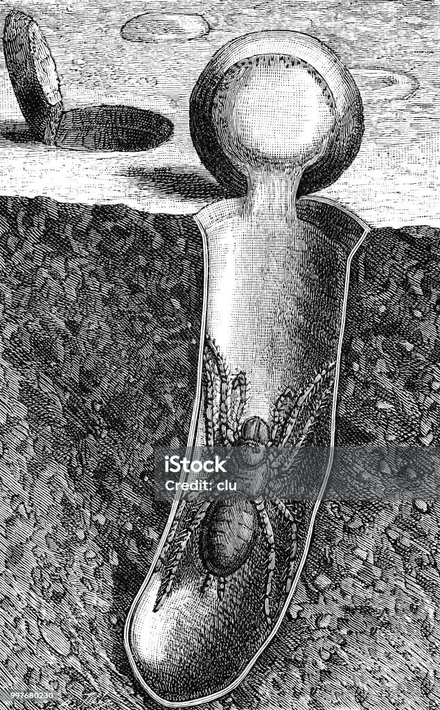Spider in soil - cross section Illustration from 19th century Engraved Image stock illustration