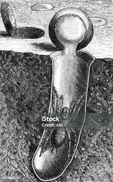 Spider In Soil Cross Section Stock Illustration - Download Image Now - Engraved Image, Engraving, Spider