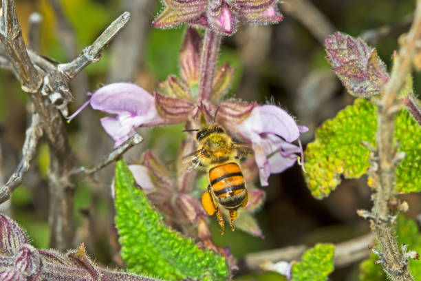 istock Flying Melittid Bee collecting pollen 997685650