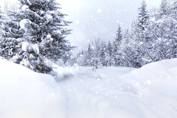 istock Falling snow in the winter spruce forest 997686212