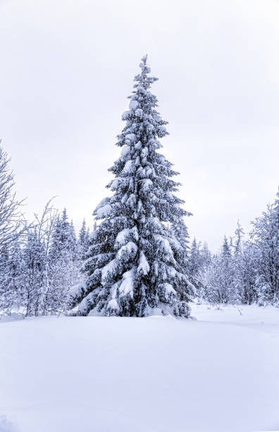 istock Spruce forest in winter. Winter landscape 997686236
