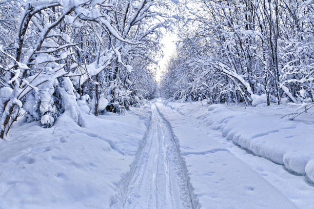istock Snow-covered trees bowed under the weight of snow 997686882