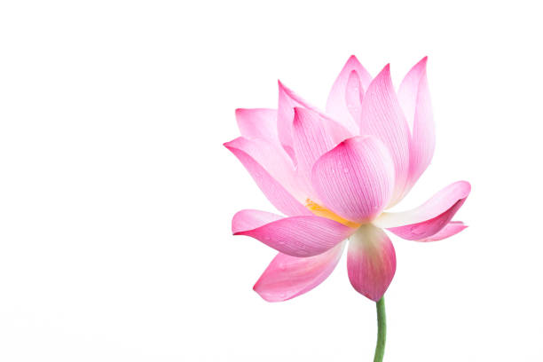 close-up of an isolated pink bloomed lotus flower - lotus flower single flower red imagens e fotografias de stock