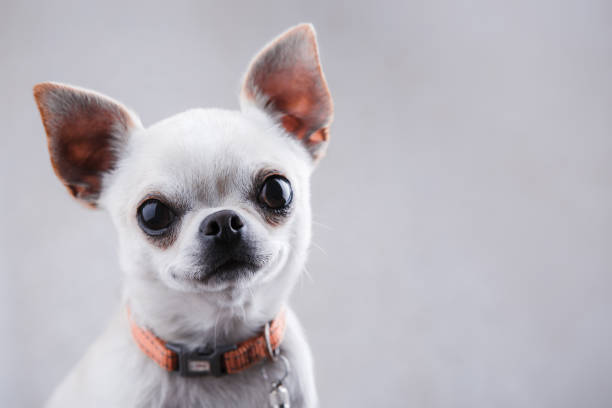 istock White chihuahua close-up on a light gray background. 997694528
