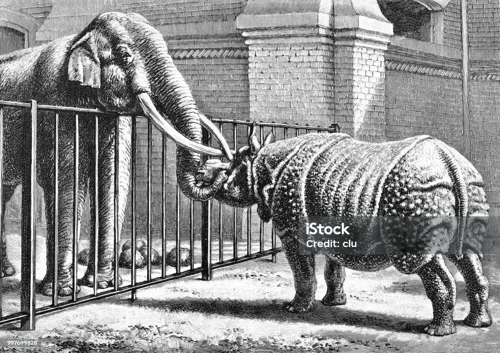 Elephant and rhinoceros welcome each other at the zoo Illustration from 19th century 1890-1899 stock illustration