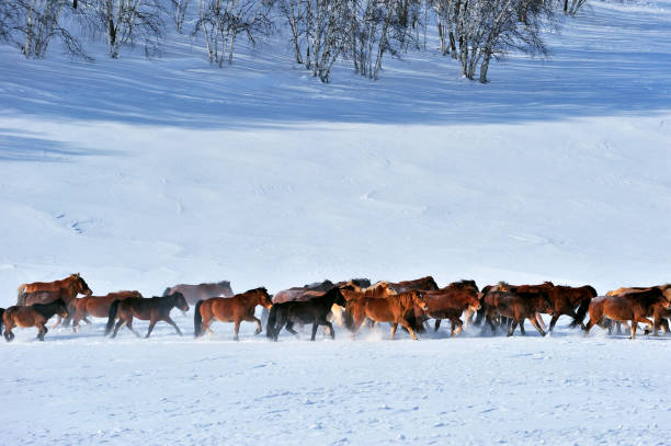 istock Group of Horses Running in the Snow 997702750