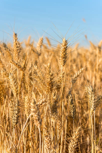 istock Beautiful wheat field with blue sky. 997704400