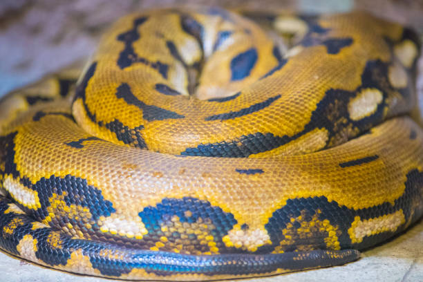 istock Close up snake curled up in a rock. 997709586