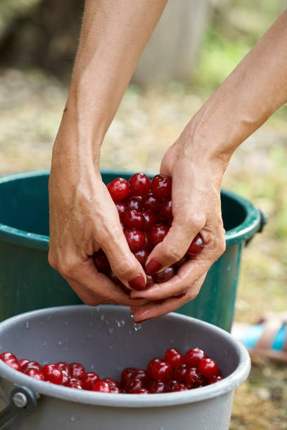 istock Woman washing sour cherries 997709782
