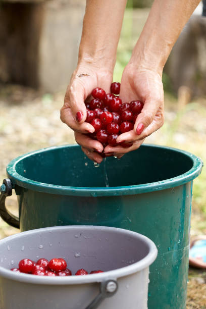 istock Woman washing sour cherries 997709790