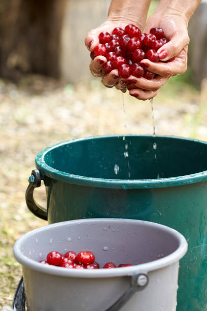 istock Woman washing sour cherries 997709792