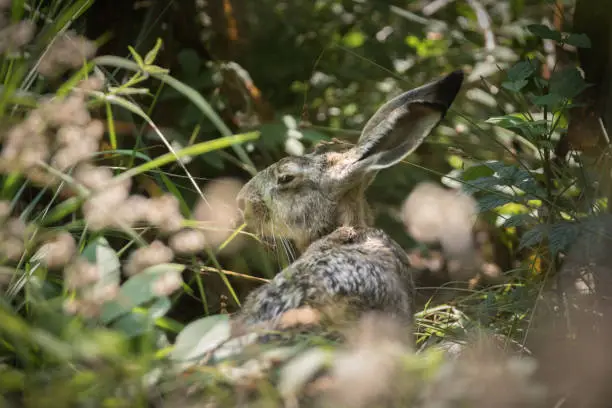 Hare in the woods wild animals wildlife