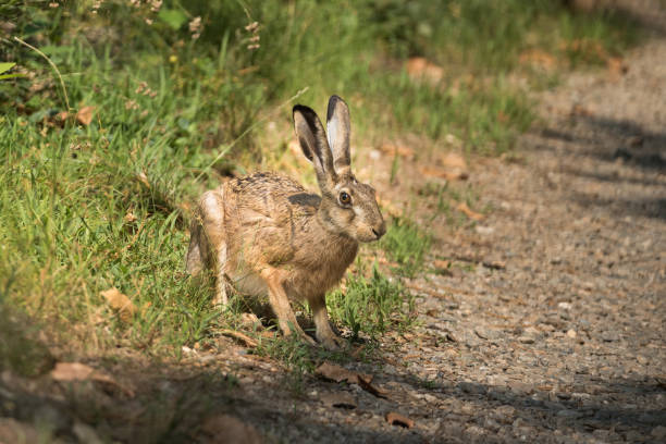 istock Hare in the woods wild animals wildlife 997709924