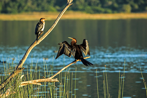 A Darter and a Cormorant sunbathing on a dead tree above the reeds and water