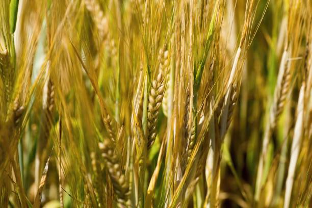 istock Barney cereal ears in field. 997715814