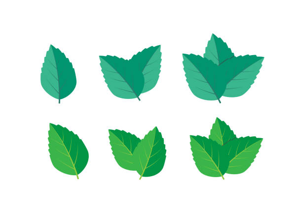 ilustrações, clipart, desenhos animados e ícones de conjunto de ilustração vetorial menta verde. vetor logotipo de hortelã - peppermint