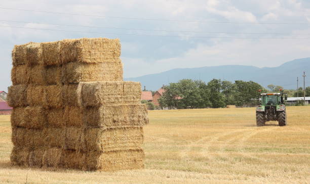 istock Hay tractor stacking hay bales on a big pile 997725116
