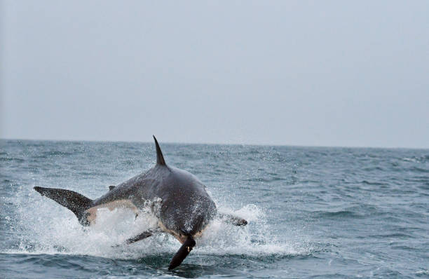 istock Great White shark breaching, Seal Island, South Africa. 997725694